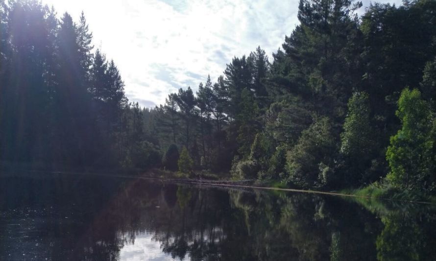 Tras denuncias paralizarán faenas forestales por tala de especies protegidas camino a Punucapa 