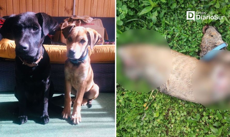 El perrito encontrado sin vida sería el de la derecha. Crédito: Redes sociales.