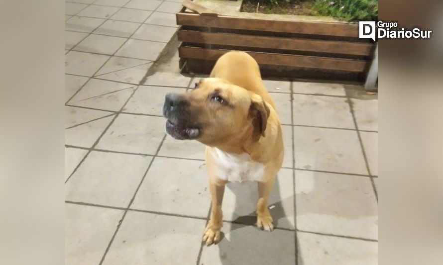 Perrito fue grabado en calle Balmaceda de Futrono. Créditos: Redes sociales.
