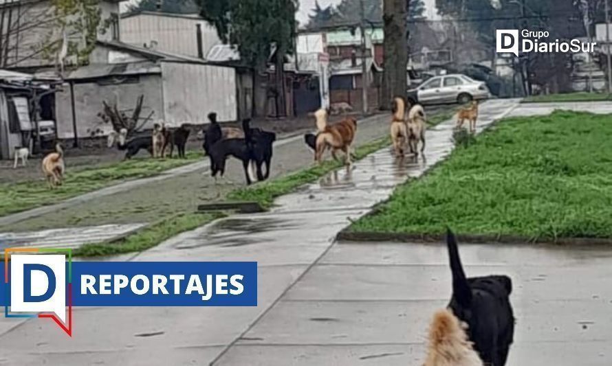 Con el paso de los años la presencia de animales abandonados en las calles de ha incrementado. Imagen captada en Paillaco. Crédito: Cedida.