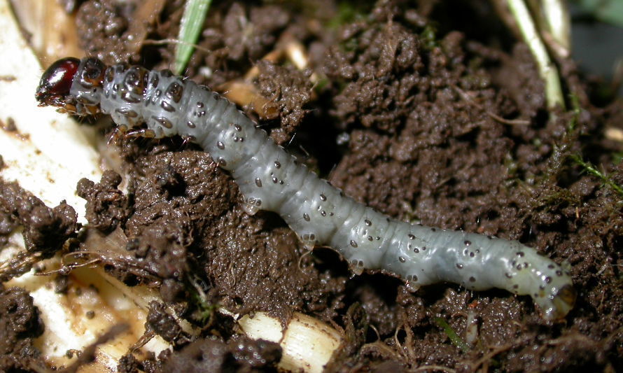 El experto recomienda aplicar los hongos entomopatógenos creados por INIA para controlar esta plaga. Créditos: INIA.