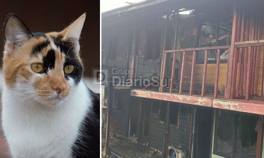 "Churrasquito" es el nombre de la gatita desaparecida en el incendio. Crédito foto: DiarioSur