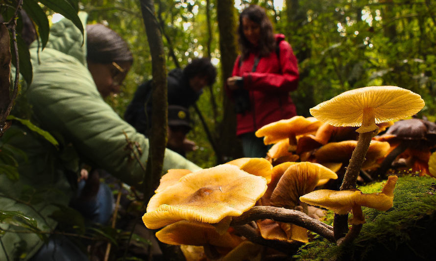 Más de 15 mil personas se tomaron Valdivia en la octava versión de FungiFest