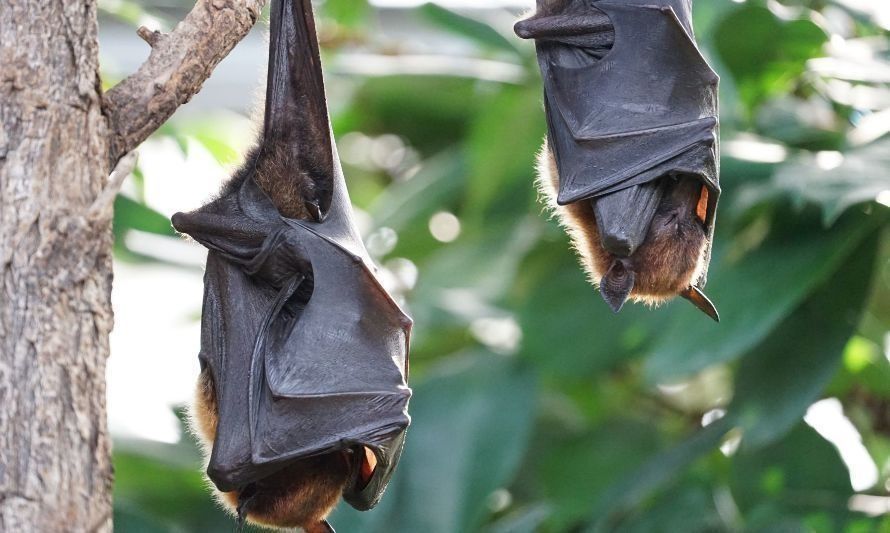 A propósito de murciélagos: Diario Sostenible explica su importante rol en el ecosistema