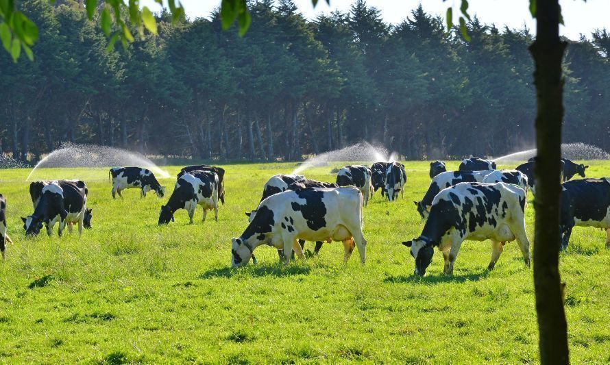 Desde Aproleche señalan que este es un delito que el abigeato afecta a productores pequeños y grandes con un tremendo impacto. Crédito: Aproleche Osorno.