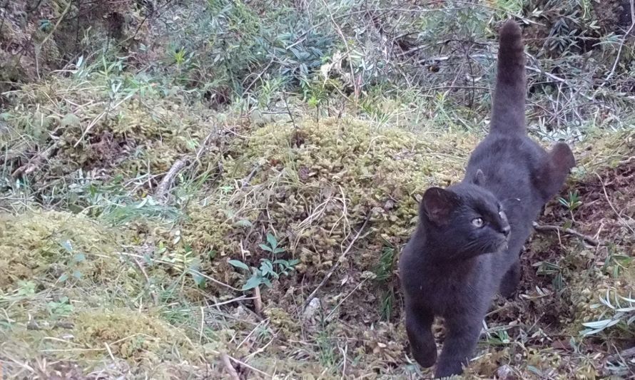 Capturan bella imagen de  güiña negra en Chiloé 