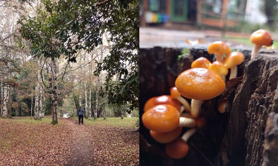 Invitan a valdivianos a conocer y maravillarse con la biodiversidad del Parque Urbano el Bosque