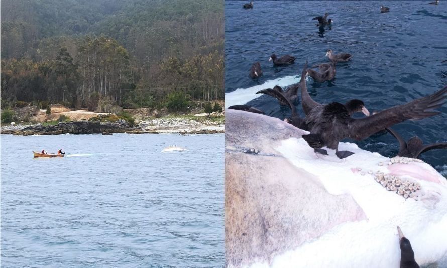 Remolcan mar adentro ballena jorobada muerta en Corral 