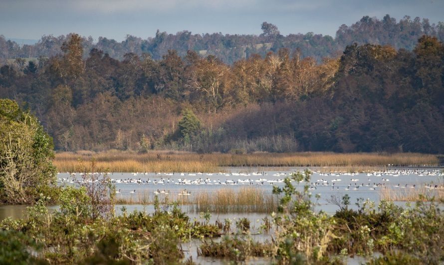 Estudio compatibilizará la ejecución de obras públicas y protección de humedales en Valdivia