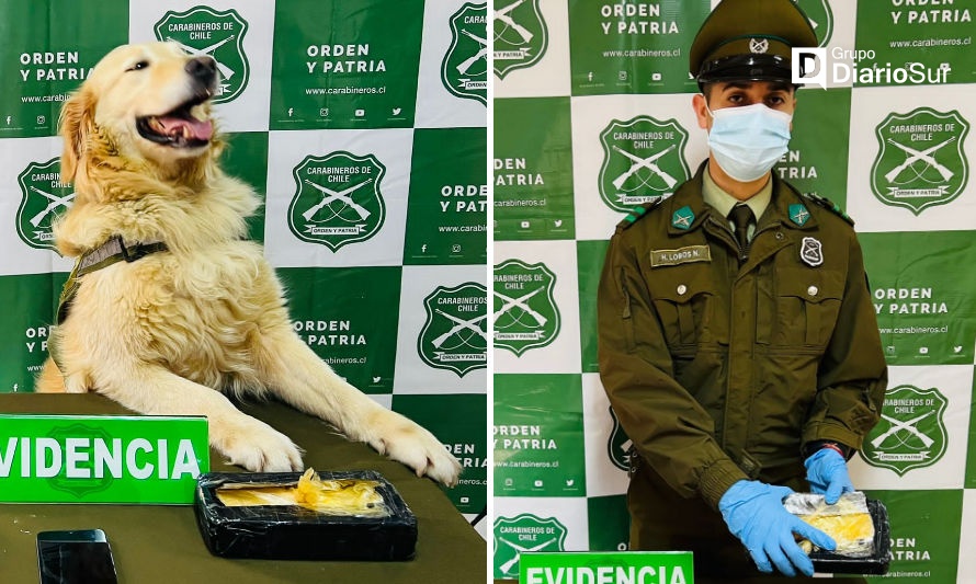 La can detectora "Gemma" es fundamental en el trabajo de los efectivos policiales. Crédito: Cedida.