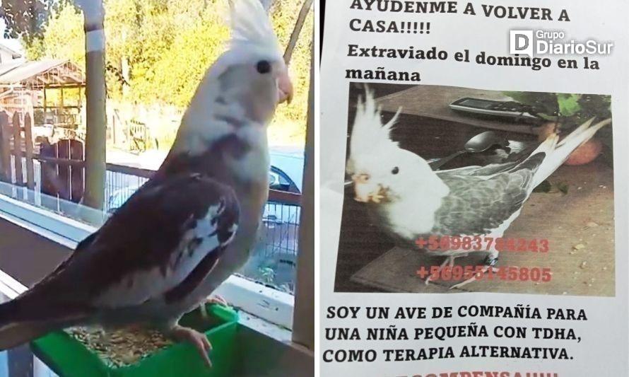 Se escapó el domingo 12 de noviembre en dirección hacia la Plazuela 21 de Mayo-Cuatro Esquinas. Créditos: Cedidas.