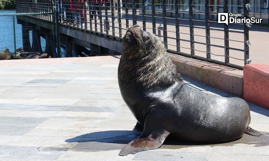 Llaman a no interactuar con lobos marinos en la costanera de Valdivia