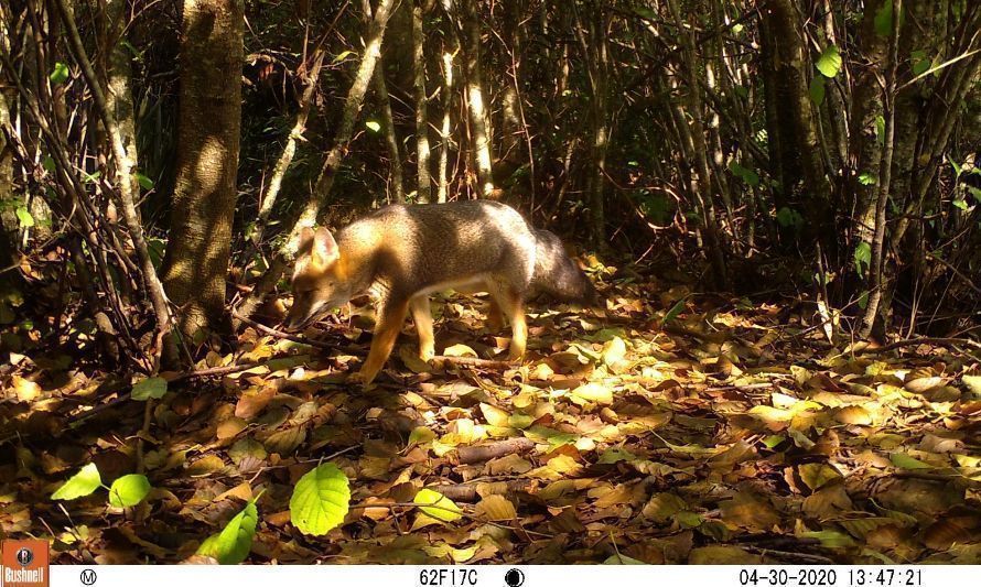 En Valdivia realizan primer estudio sobre zorros urbanos del país
