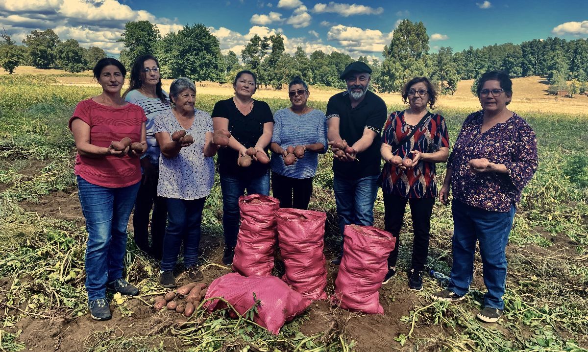 Chef y conductor de televisión visitó a productoras de papa de Lago Ranco