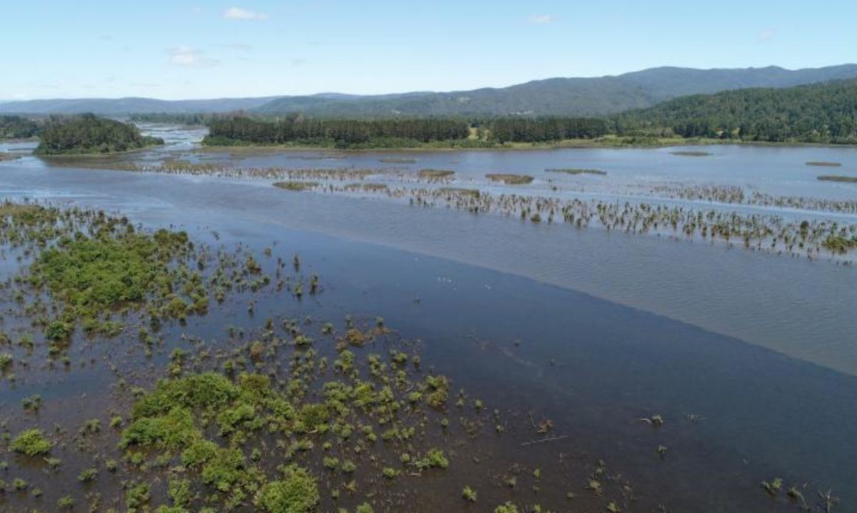 Ciudad Humedal: desafíos y beneficios que considera el reconocimiento al que postula Valdivia 