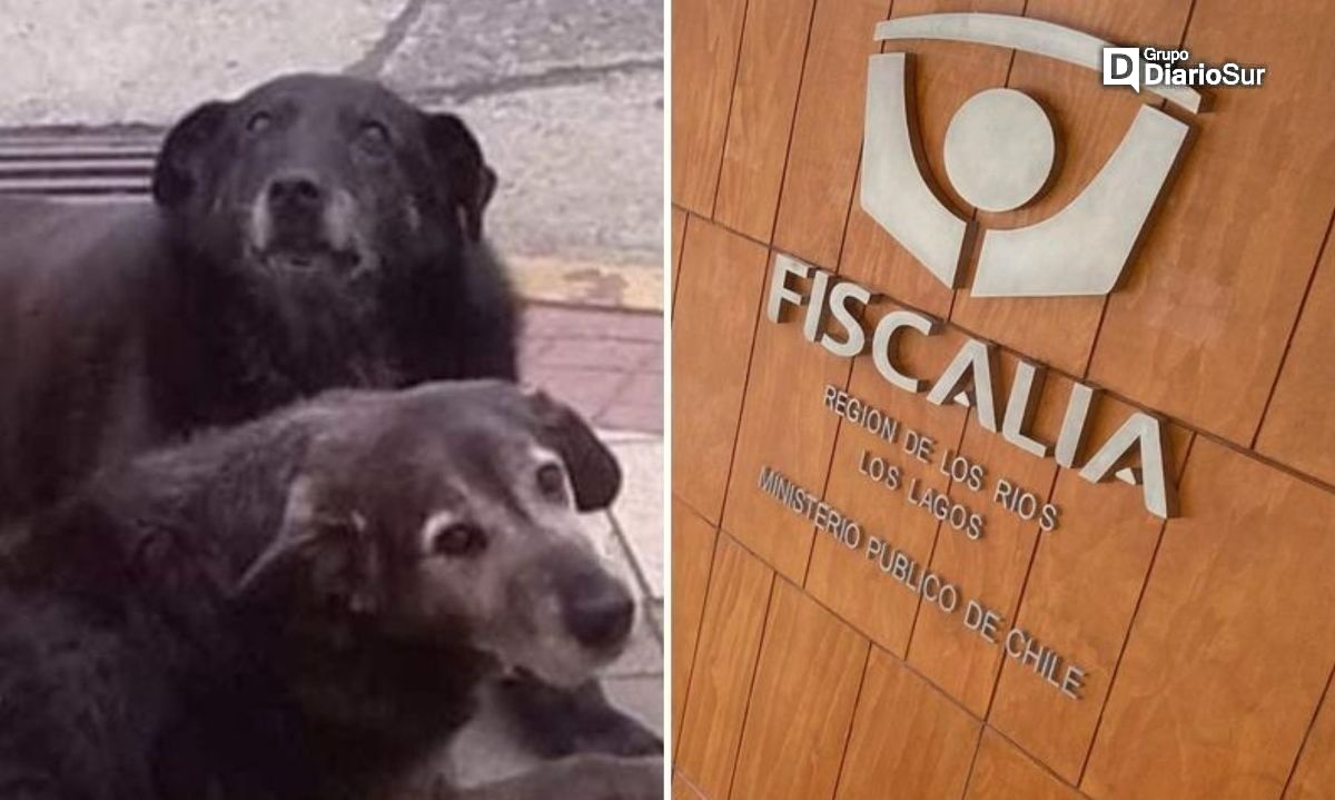 Este jueves formalizan a imputados por muerte de perros comunitarios en Valdivia