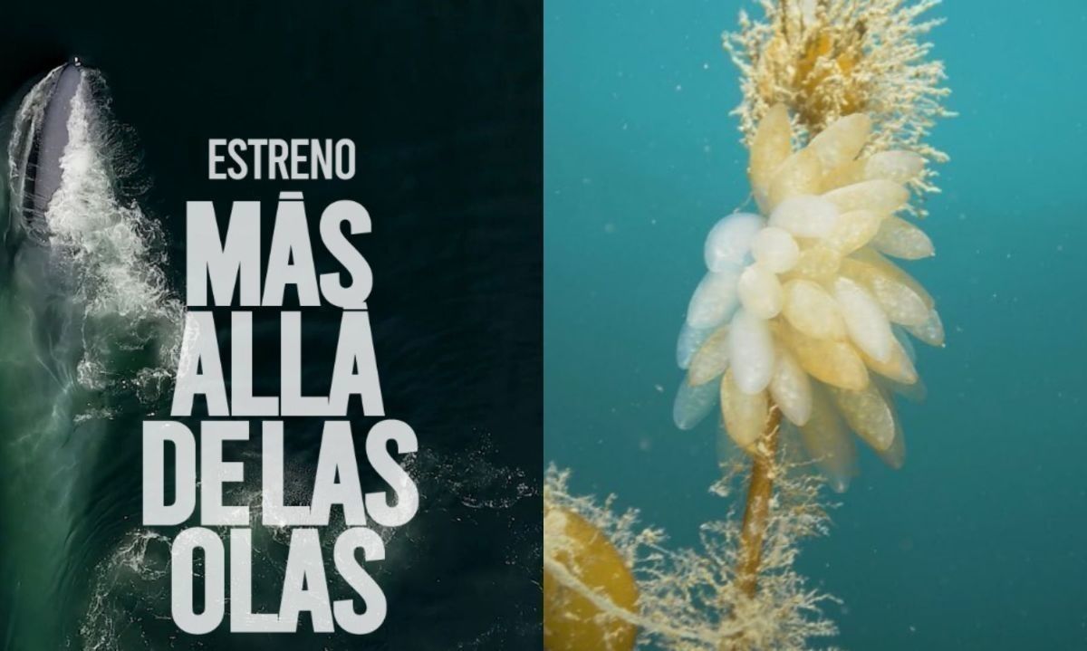 Ya está disponible y de forma gratuita la serie documental "Más allá de las olas" 