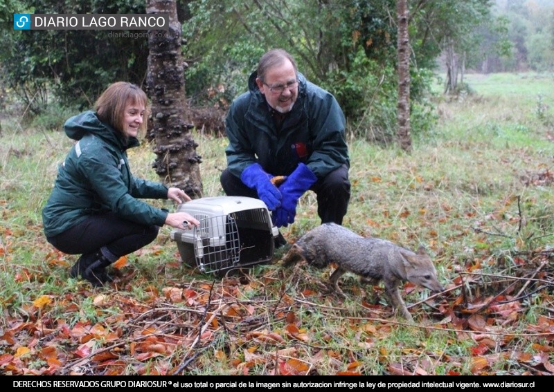 !Libre como el viento! Zorro chilla volvió a su hábitat natural en Lago Ranco