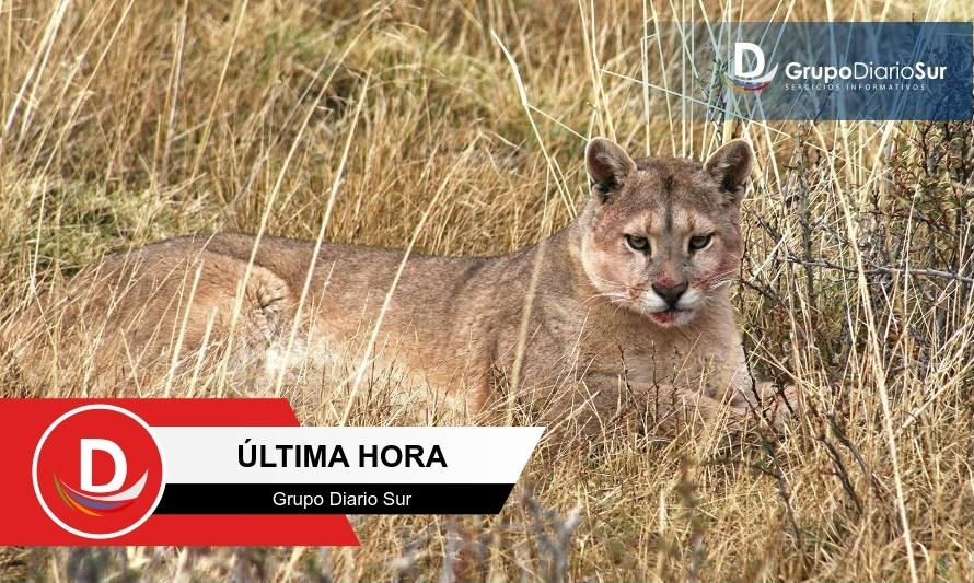 Valdiviana de 30 años murió tras ser atacada por un puma