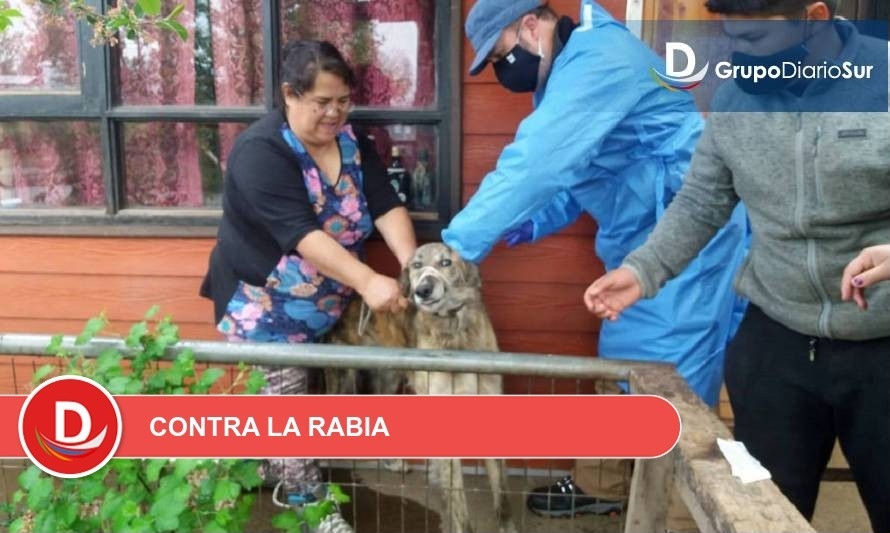 Autoridad Sanitaria vacunará perros y gatos puerta a puerta en Valdivia
