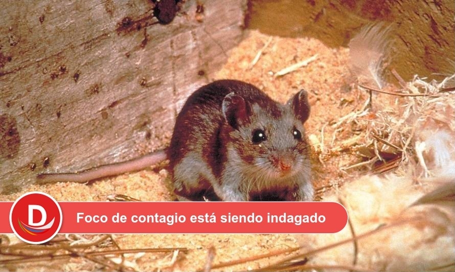 Confirman fallecimiento de paciente con Hantavirus en Valdivia