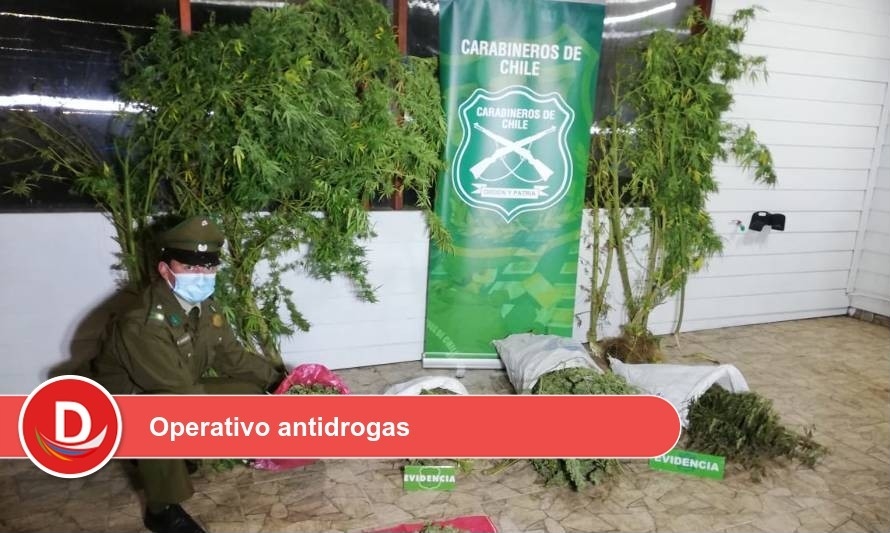 La Unión: Incautan marihuana avaluada en más de 26 millones de pesos