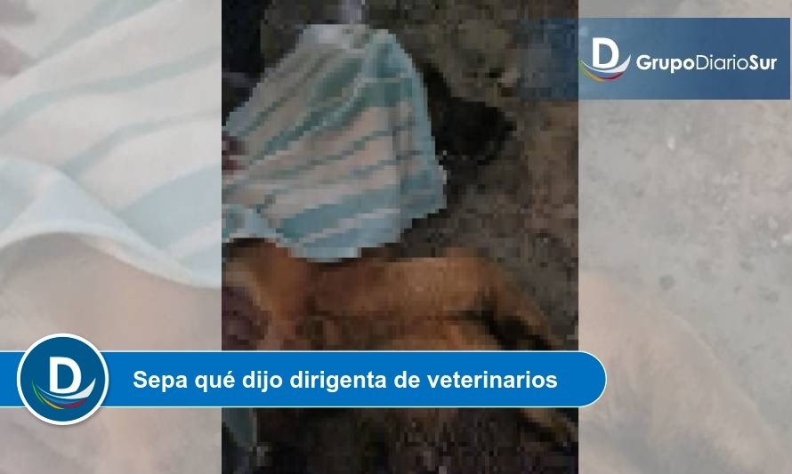 Pirotecnia de Año Nuevo: La triste historia del perro Hans que se volvió viral