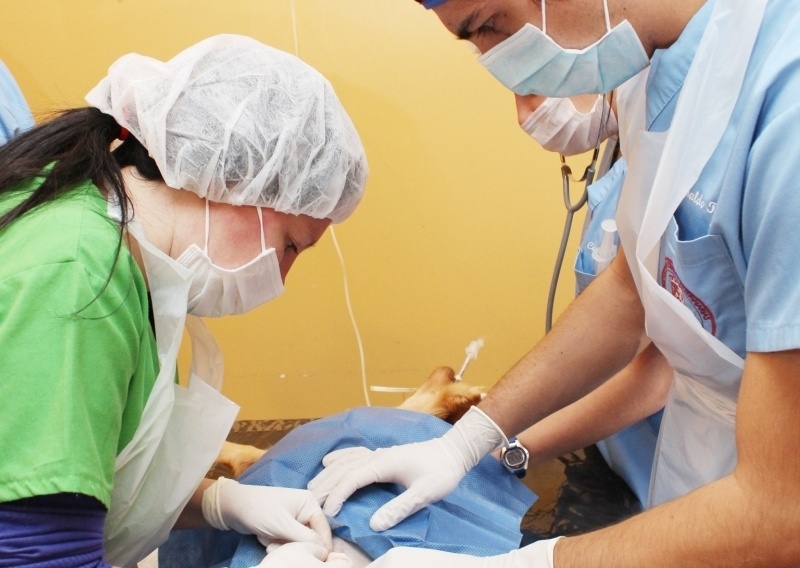 Anuncian nuevos operativos de esterilización de mascotas en Valdivia