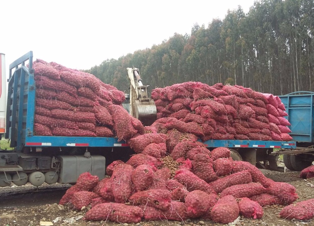Golpe del SAG al comercio ilegal de papas, tras decomiso de 30 toneladas 
