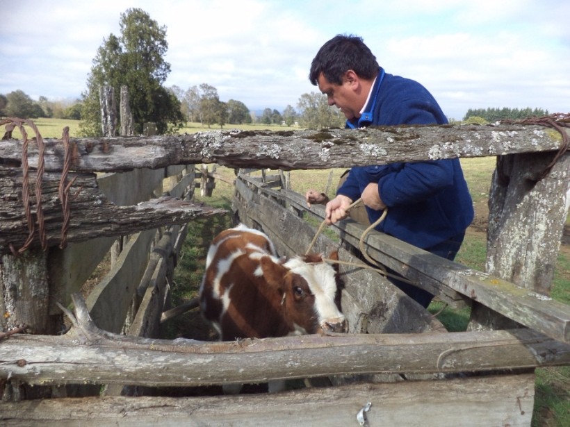 Agricultor de Lago Ranco cayó en tentación y robó ternero a su vecino