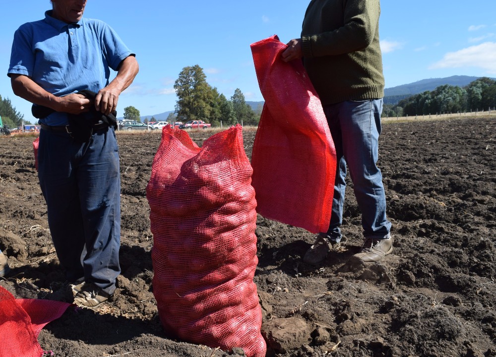 Productores de papas reciben indemnización por seguro agrícola