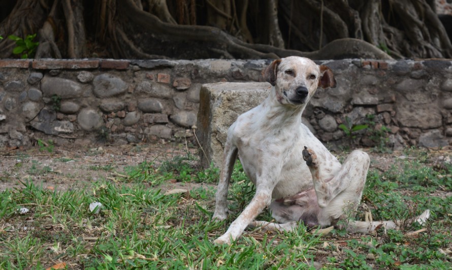 Las pulgas pueden ser muy molestas para nuestras mascotas.