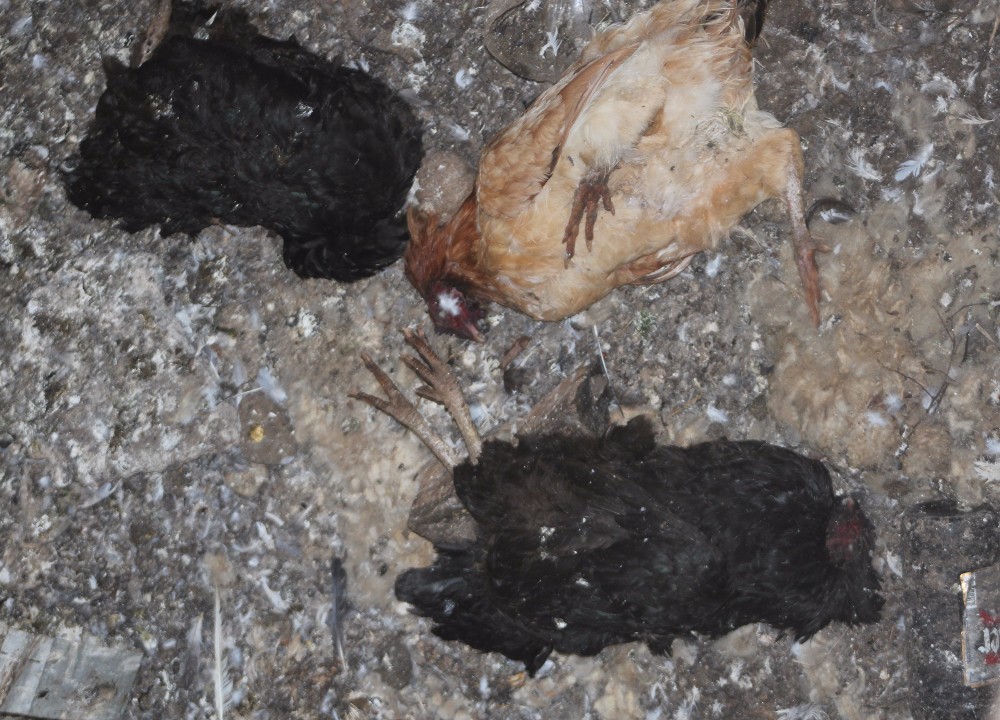 Culpan a fundo de Itropulli por muerte de pollos y gallinas