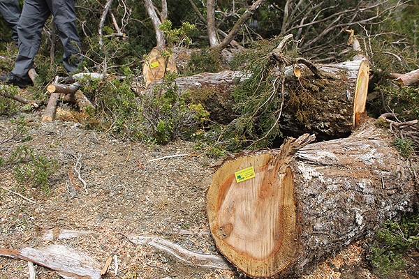 Crimen ecológico en La Unión: descubren tala ilegal de alerce para elaborar ataúdes 